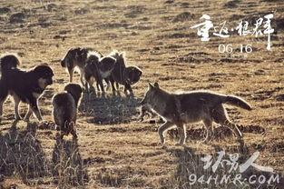 纪录片国产重返狼群视频,探寻野性回归的壮丽征程