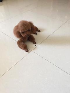 国产好姑娘直播回放视频,魅力四溢，精彩瞬间大盘点